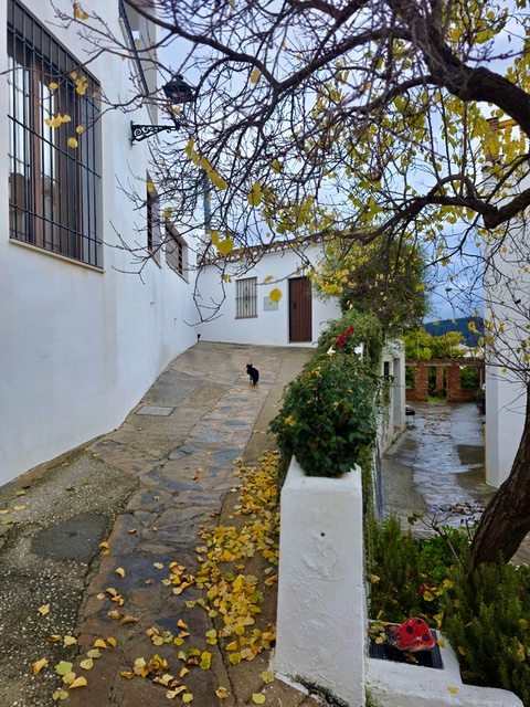 Lonesome cat. Photo © Karethe Linaae